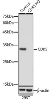 Western Blot: Cdk5 Antibody [NBP3-03430] - Western blot analysis of extracts from normal (control) and Cdk5 knockout (KO) 293T cells, using Cdk5 antibody (NBP3-03430) at 1:1000 dilution. Secondary antibody: HRP Goat Anti-Rabbit IgG (H+L) at 1:10000 dilution. Lysates/proteins: 25ug per lane. Blocking buffer: 3% nonfat dry milk in TBST. Detection: ECL Basic Kit. Exposure time: 180s.